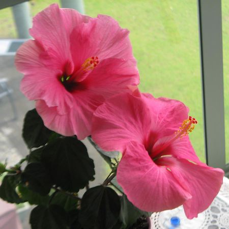 Hibiscus Bed & Breakfast Waihi Luaran gambar
