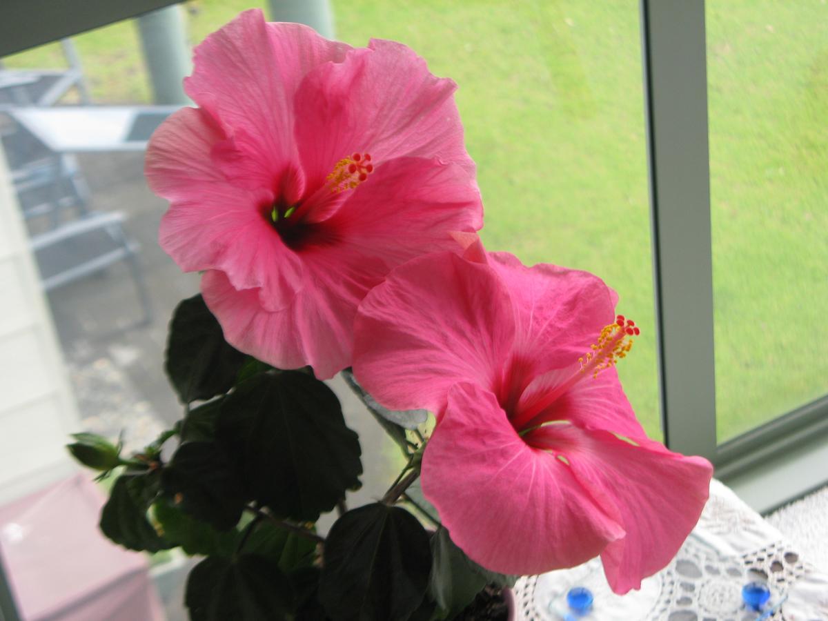 Hibiscus Bed & Breakfast Waihi Luaran gambar